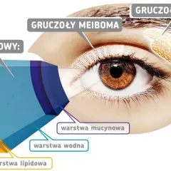 Anatomia oka: gruczoły łzowe, gruczoły Meiboma i warstwy filmu łzowego (lipidowa, wodna, mucynowa) zapobiegają uczuciu ciężkich powiek.