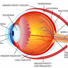 Przekrój oka ukazujący budowę soczewki, rogówki, tęczówki, siatkówki i nerwu wzrokowego.