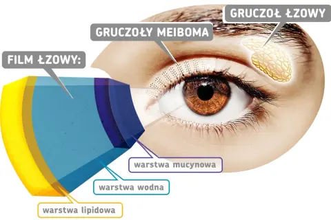 Anatomia oka: gruczoły łzowe, gruczoły Meiboma i warstwy filmu łzowego (lipidowa, wodna, mucynowa) zapobiegają uczuciu ciężkich powiek.
