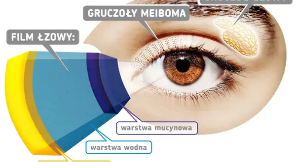 Anatomia oka: gruczoły łzowe, gruczoły Meiboma i warstwy filmu łzowego (lipidowa, wodna, mucynowa) zapobiegają uczuciu ciężkich powiek.