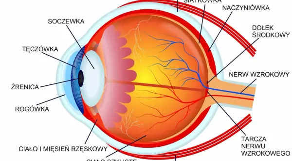 Przekrój oka z zaznaczonymi elementami: rogówka, soczewka, siatkówka, nerw wzrokowy. Ilustracja pokazuje mechanizm adaptacji oka do widzenia.