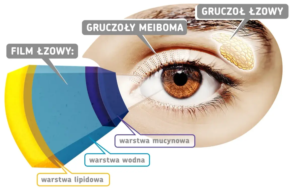 Anatomia oka: gruczoły łzowe, gruczoły Meiboma i warstwy filmu łzowego (lipidowa, wodna, mucynowa) zapobiegają uczuciu ciężkich powiek.
